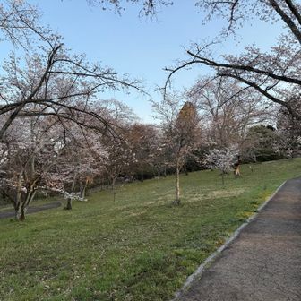 登ったところがこんな感じ。5分咲き弱くらい。