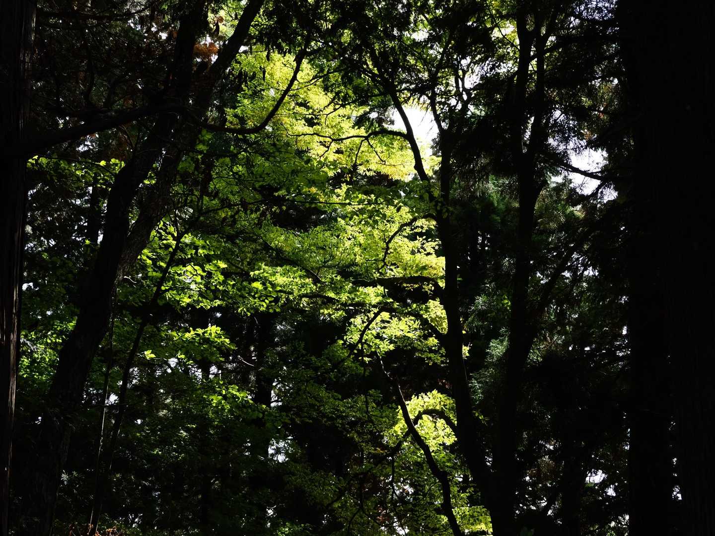 高水三山縦走コースの写真