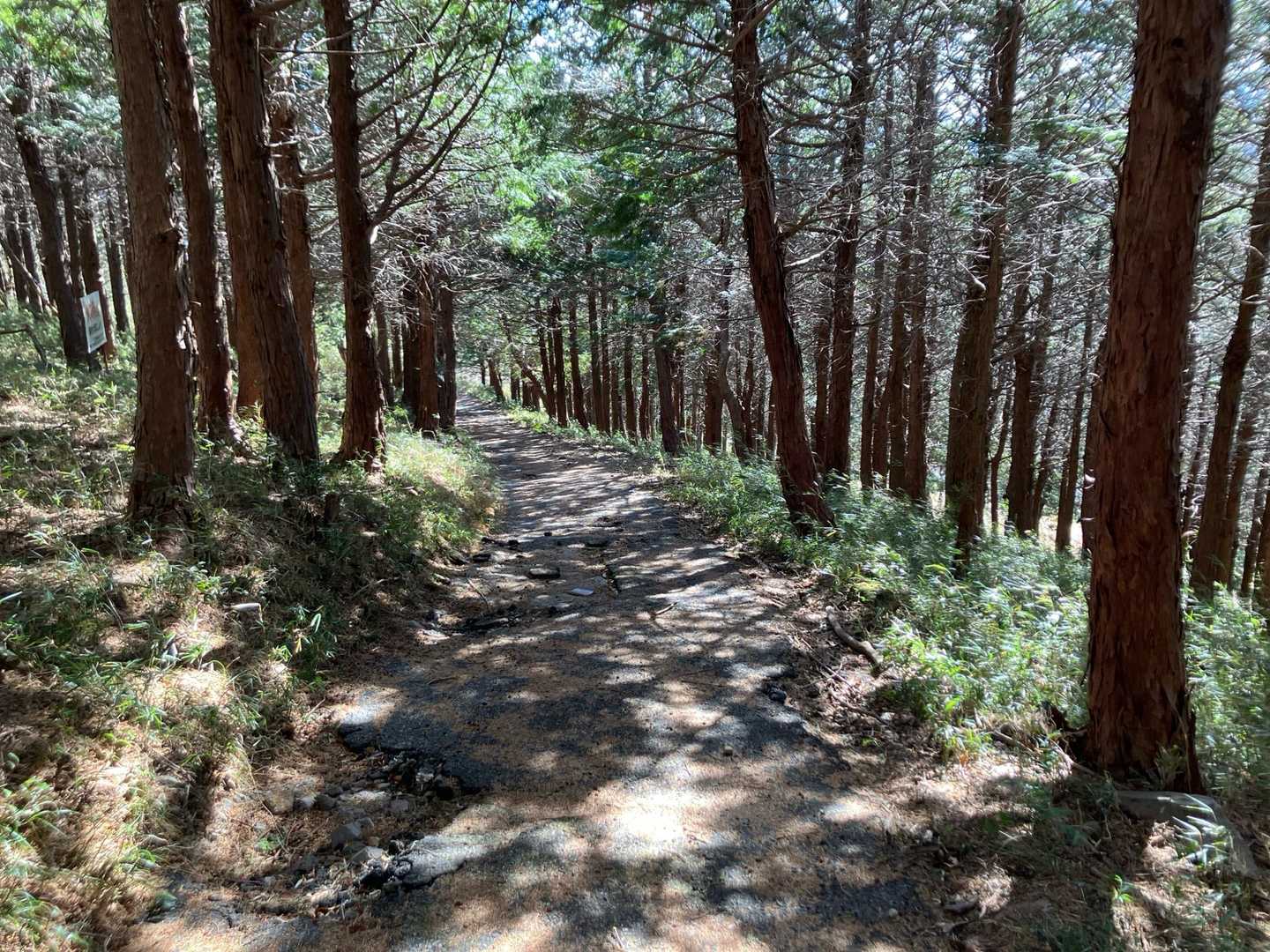 ひび割れた舗装路になりました。