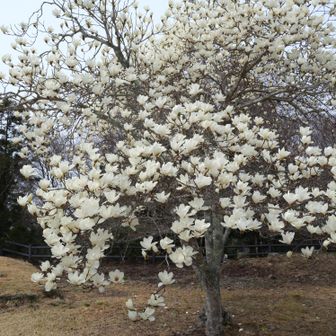 史跡公園ではモクレンが満開だった