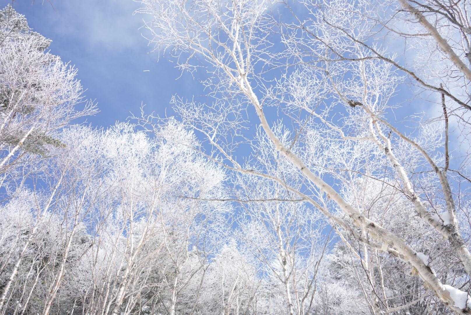 やっと青空の下、霧氷が見れた✨