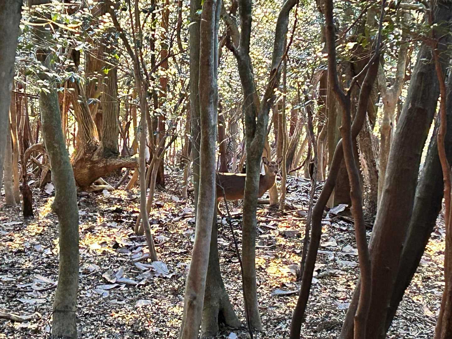 鹿さん🦌おめでとう