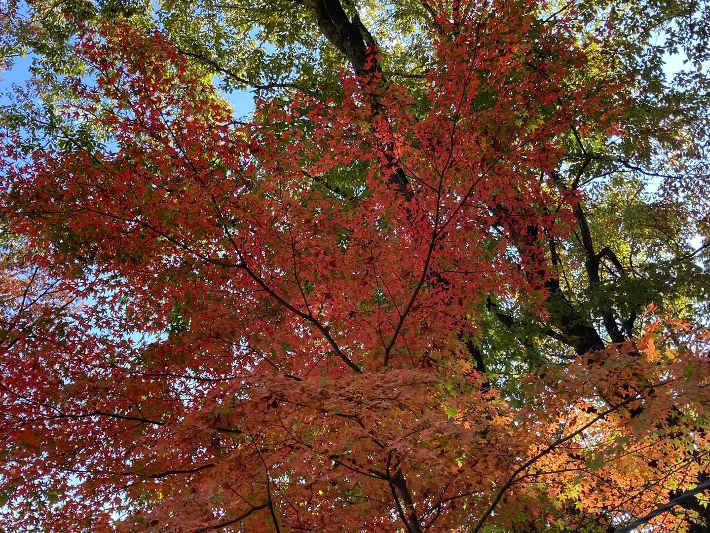 帰り道での紅葉
