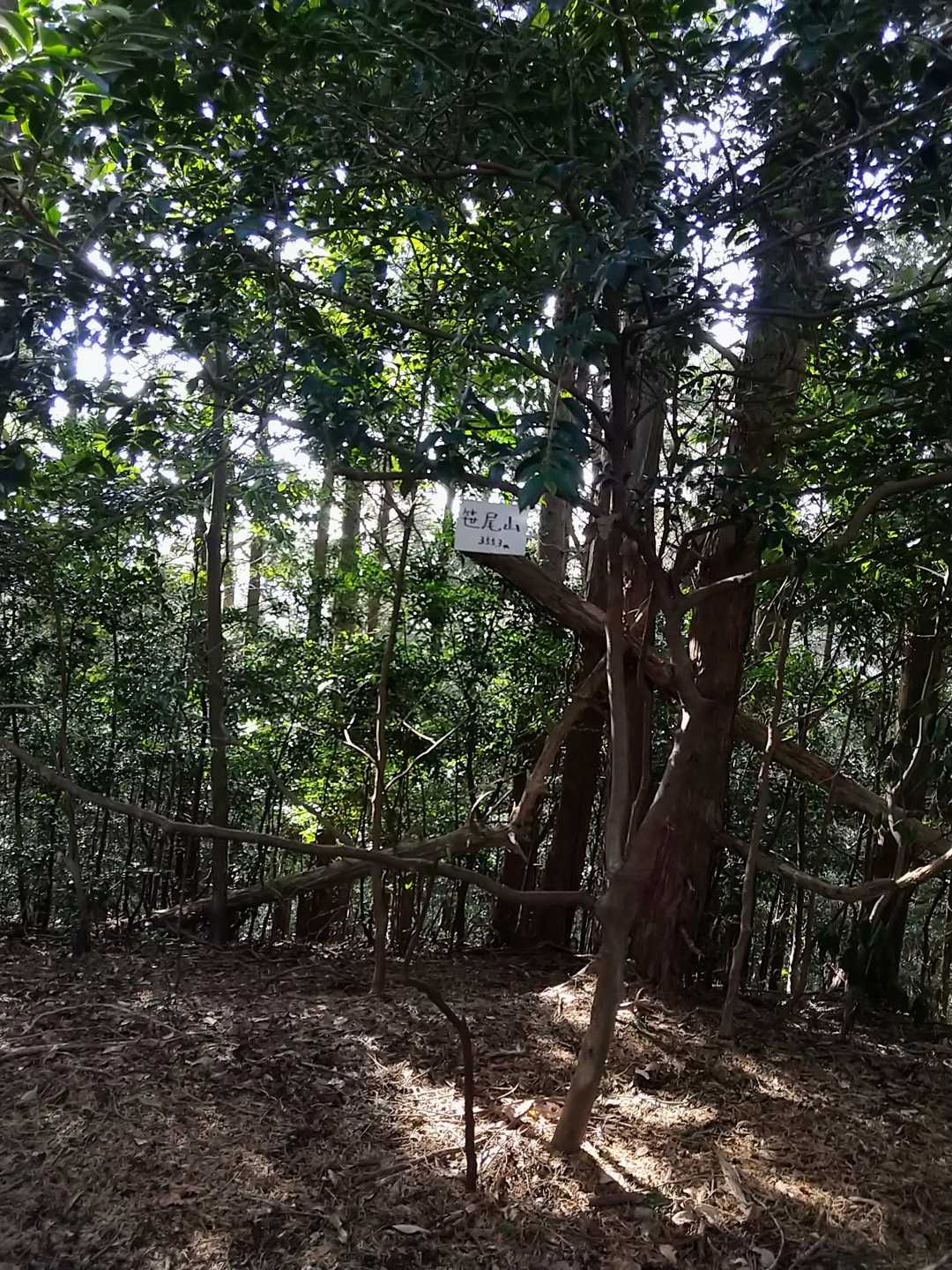 やっと来ました＼(^-^)／笹尾山