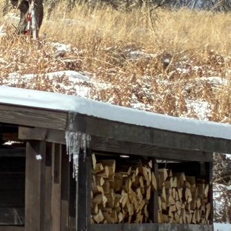 こちらまた長〜い氷柱🧊