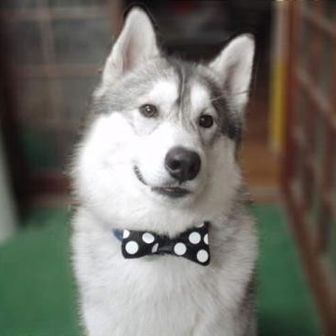 かしゅがるくん