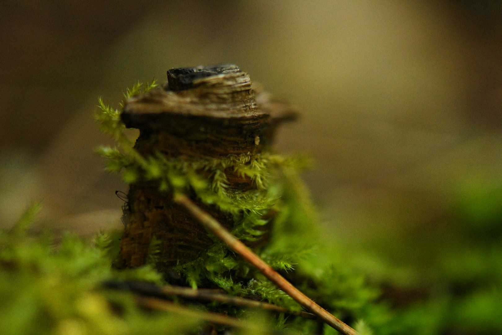 コケの世界は魅力的✨
