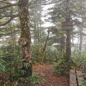 赤石山からの大沼を楽しみにしていたのですが天気が良くない。なので大沼に降ります