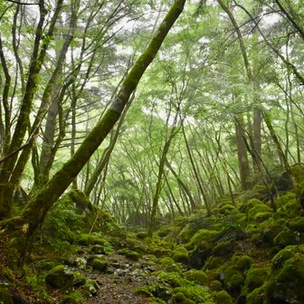 
　雨は止むことはなく
　足元も本格的に濡れてきたので、

　キリをつけて帰ることにした、

　山頂へ行かれた
　彼女は大丈夫だろうか、、、

