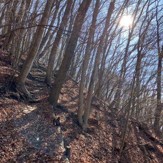 この時期は森の中まで陽が入って明るい😀