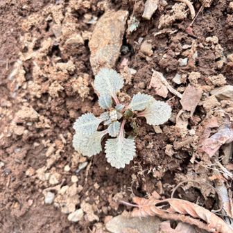 ヨゴレネコノメはまだ蕾