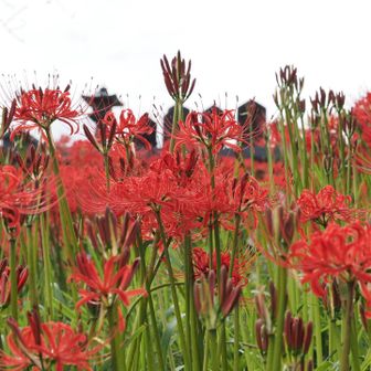 道沿いの曼珠沙華