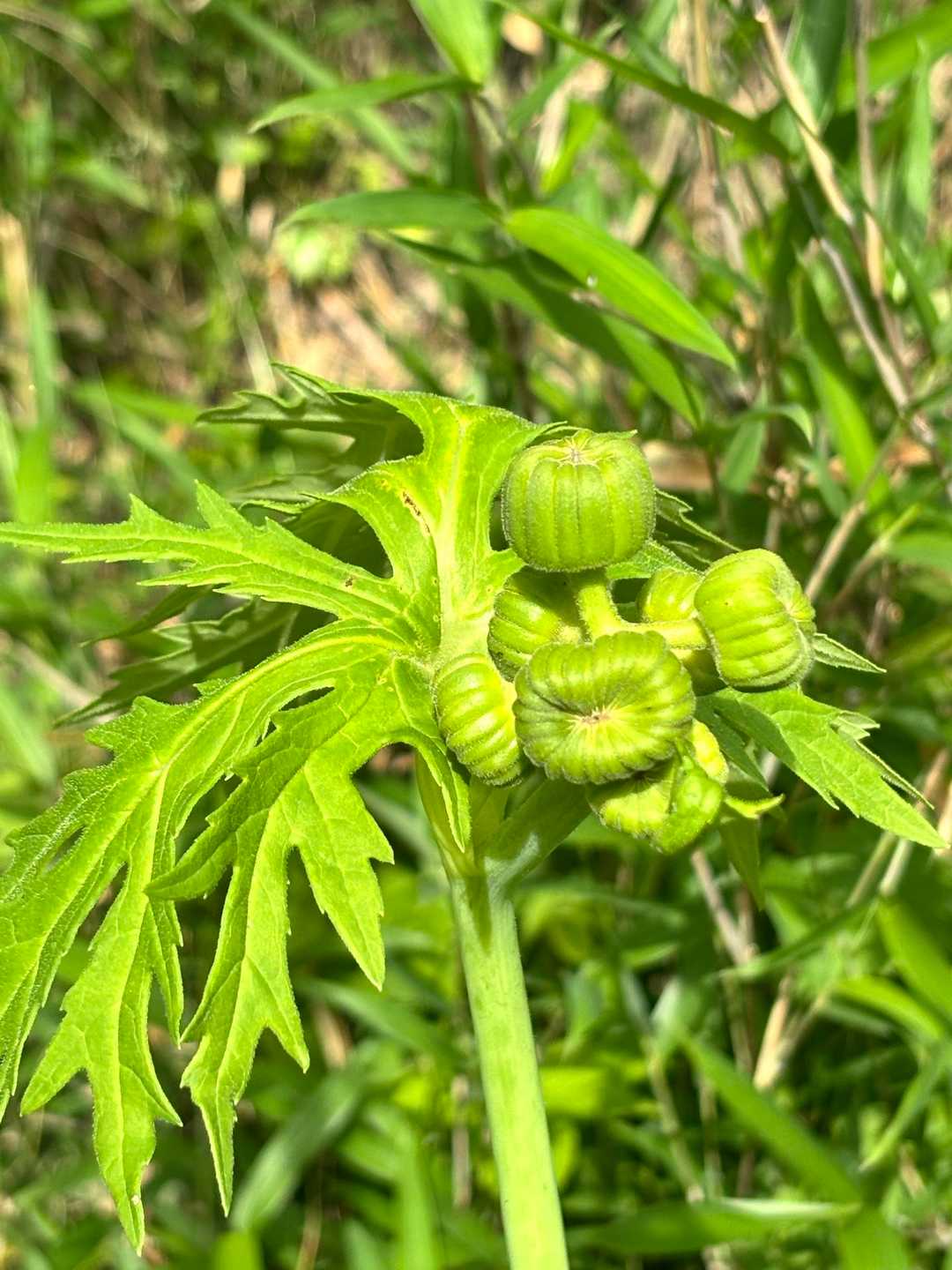 帰化植物ですよね