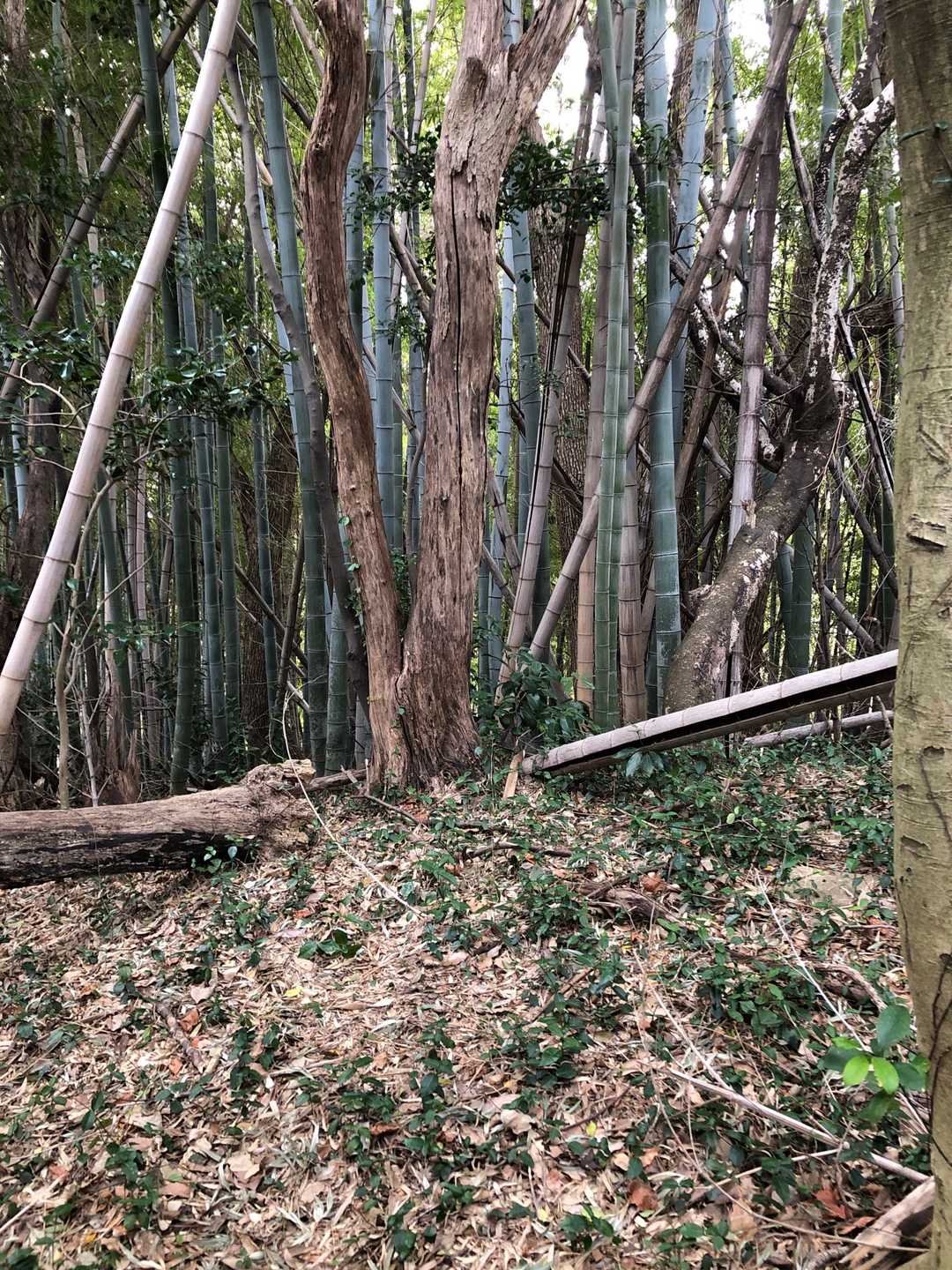 ここを神手山山頂とします⛰
これ以上進むと民家に入ってしまいそうでした💦