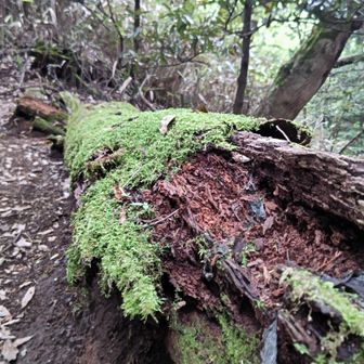 苔が映える季節になりました