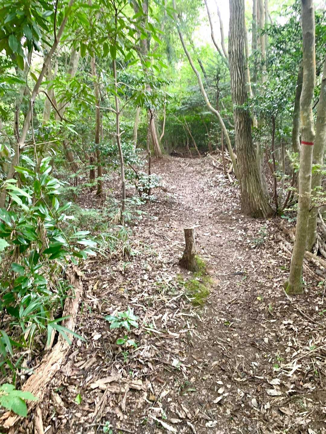 少し傾斜が緩みました。