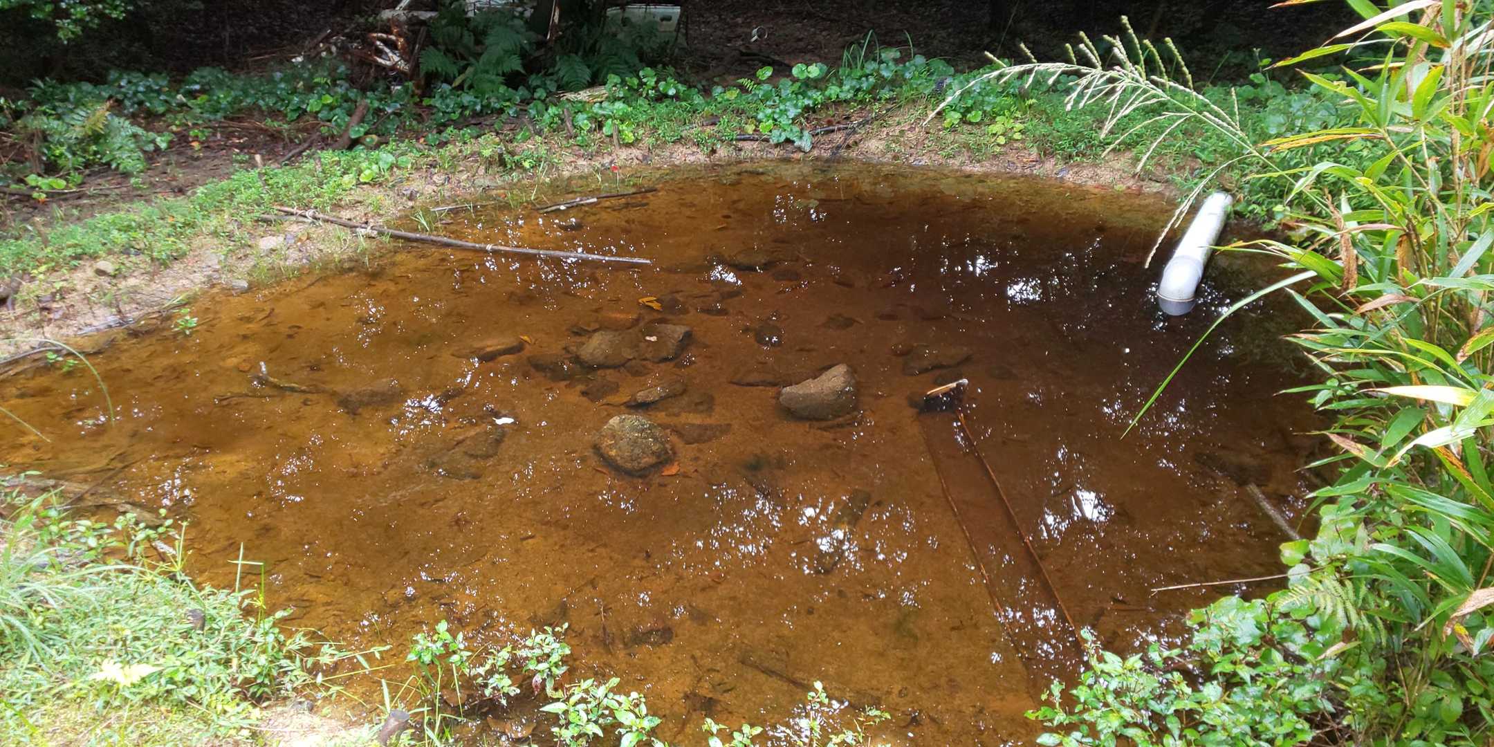 今日は水面の幕が無くなっていて良く底が見えました。でも池は静か。