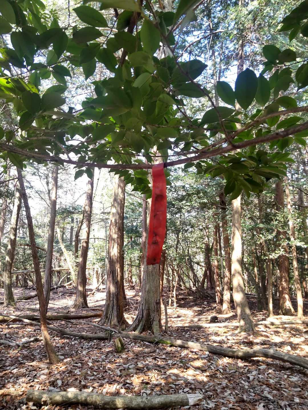 ほんじゃ  下山
