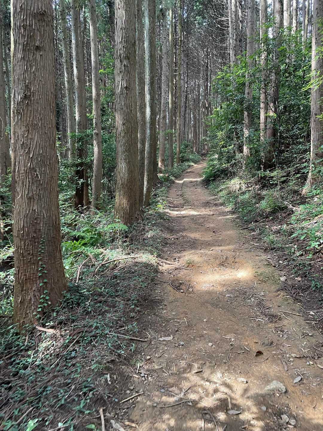 小瀬名富士-小瀬名富士登山口 往復コースの写真