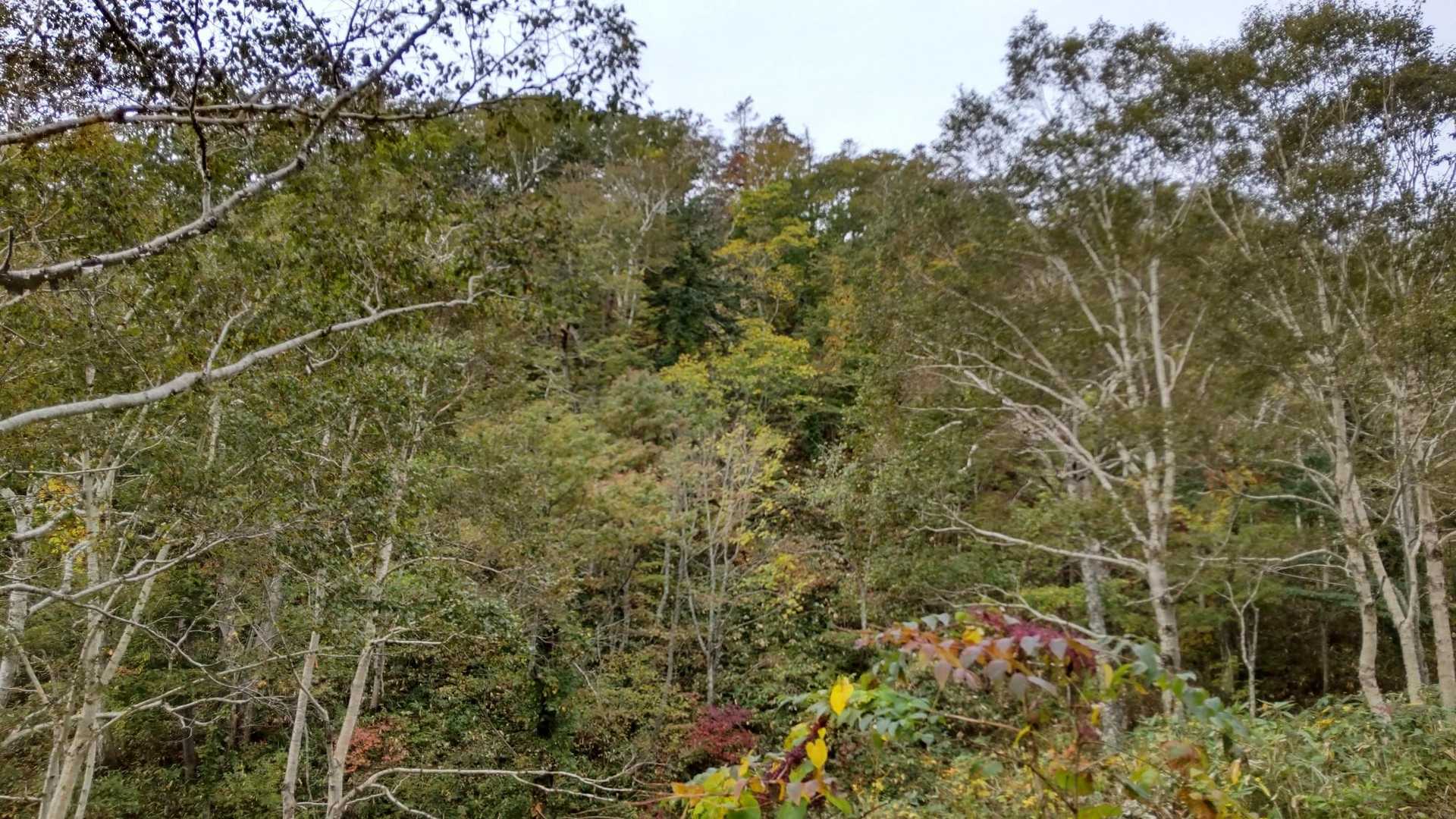 そこに見えるお山が今回の目標ですねー
