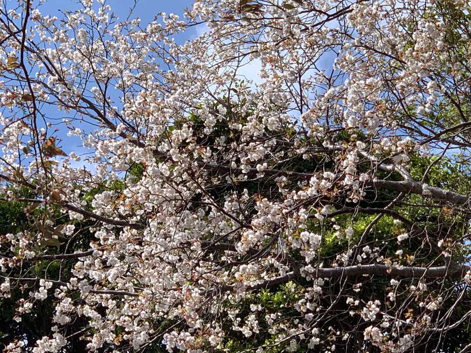 キレイだな。
他の桜の木はほぼ終わり。
このあたりはヤマザクラかな。

青空に映える。