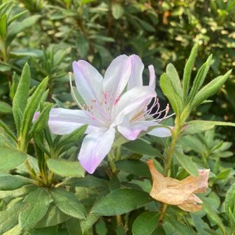 ツツジ山だけに⁉️まさかの咲いてた✨