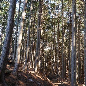 六ツ石山過ぎてからは優しい道が続きます。