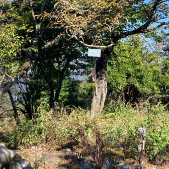外津汲山(3等三角点)
ここから鍋倉山まで足場の安定しない急登が多々現れ疲れてきた。