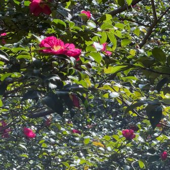 陽が当たると綺麗やわ