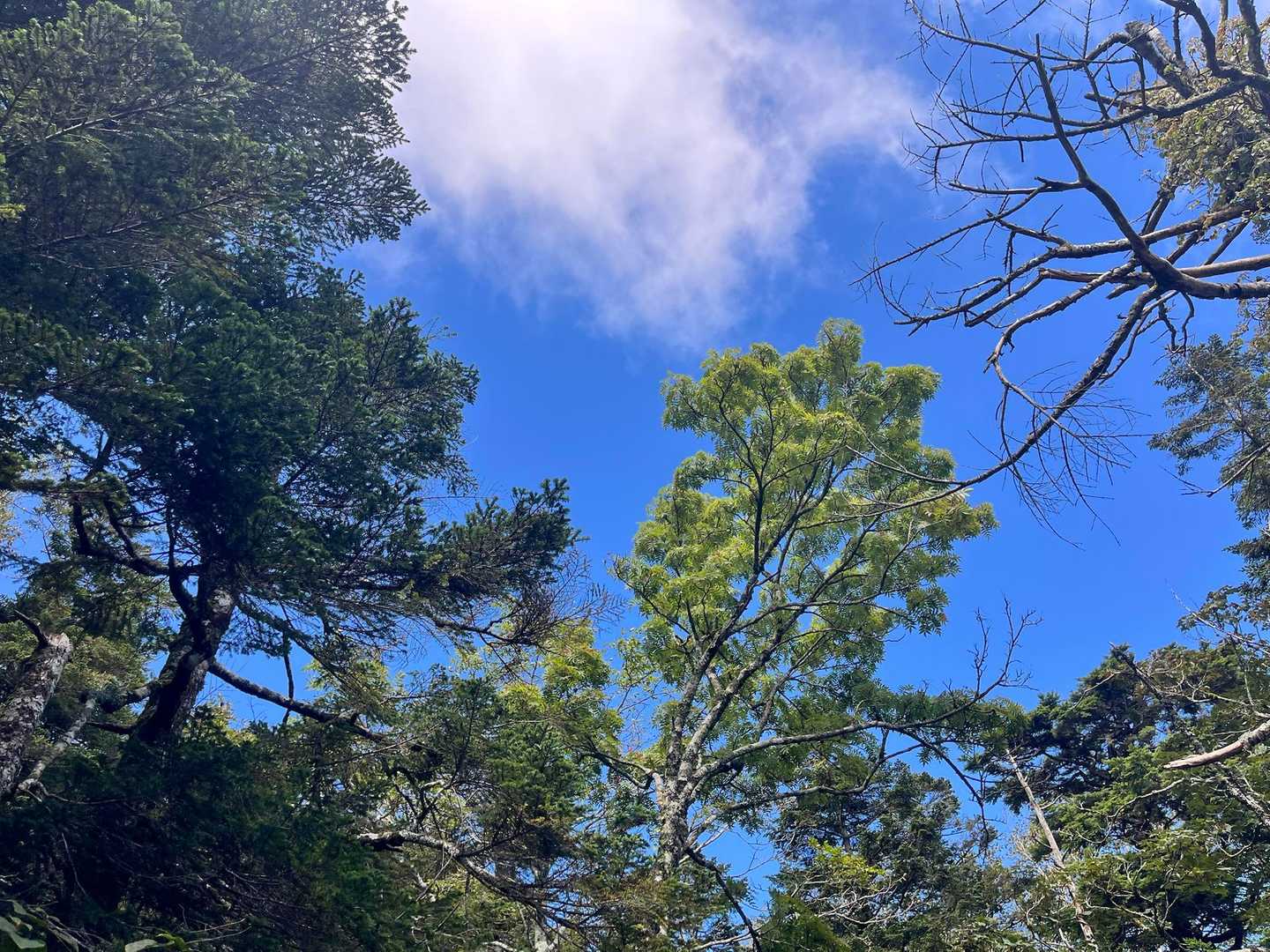 青空増えた