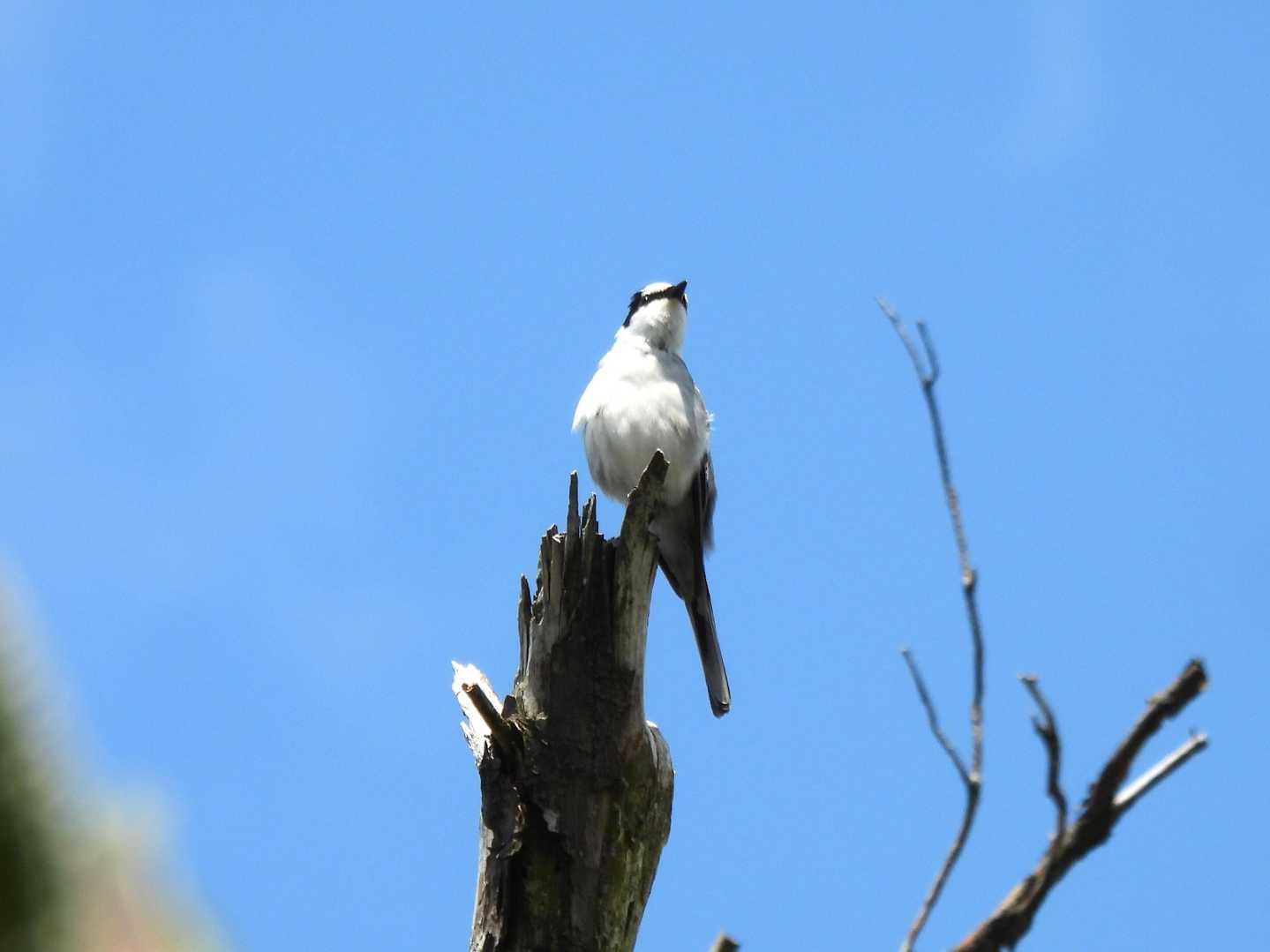 サンショウクイ。日光で会った以来ですね。