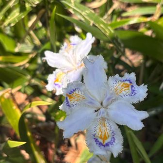 シャガ
語源を調べたら他の花と勘違いされててそのまま
呼ばれるようになったらしい🙂