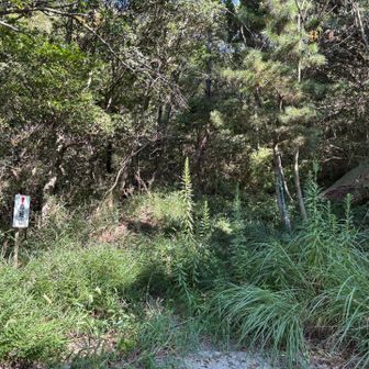 そして、蜘蛛の巣トラップと戦いながら下山。
下山口は草ぼうぼう・・。こっちからスタートだったら、ちょっと入るのに勇気がいったかも💧