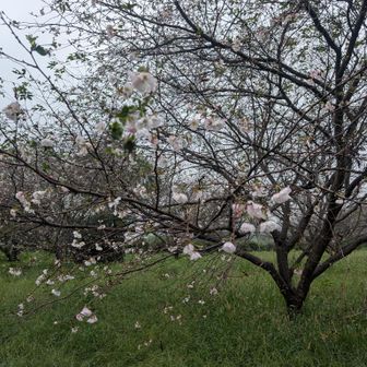 山頂の桜