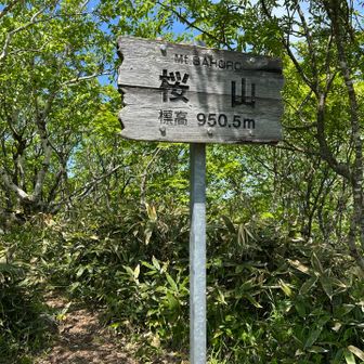 桜山までの登りが地味にきつい