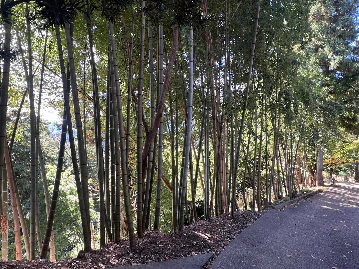 愛宕山 往復コースの写真