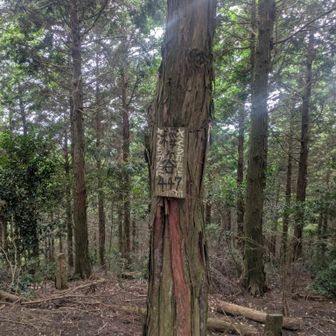周りに桜は皆無