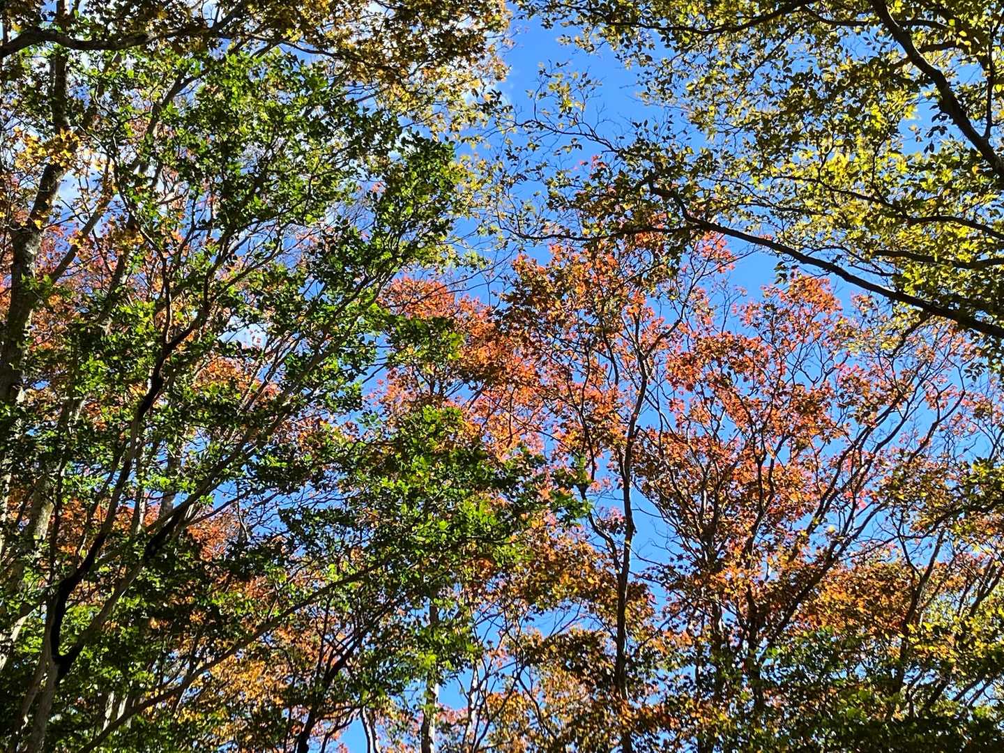 結構登りですが、紅葉を撮る🍁