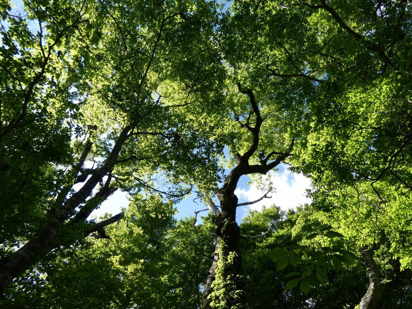 東坂登山口-勝田ヶ山-甲ヶ山 往復コースの写真