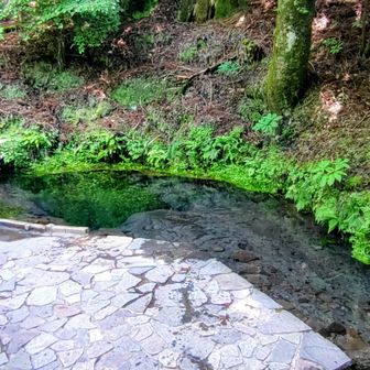 ノリPさんと男池湧水