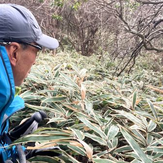 相変わらずの熊笹漕ぎ、胸辺りまであるから、躓かんようにね(笑)