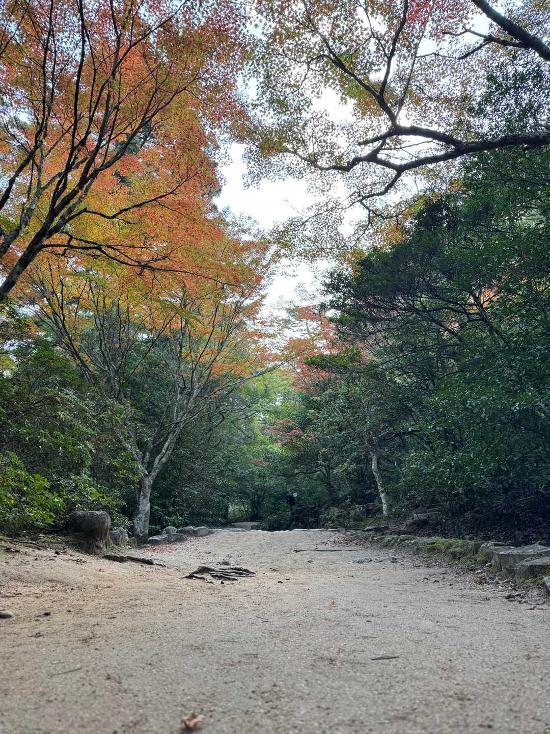 弥山登山道入口-紅葉谷橋-弥山 周回コースの写真