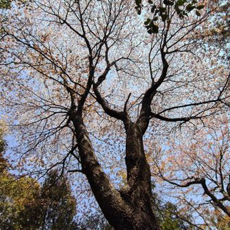 長谷山の一本桜