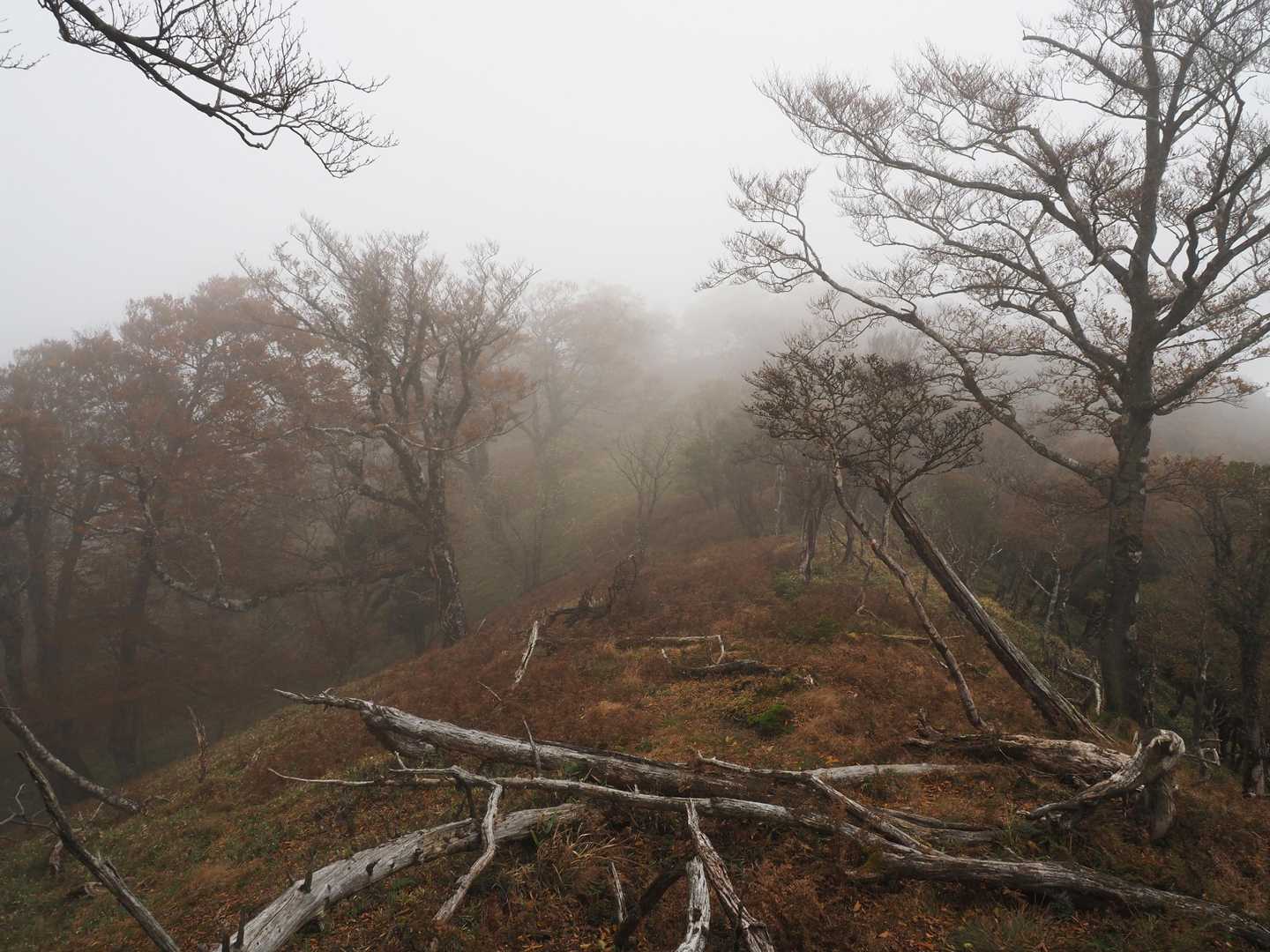 ところが😖
主稜線に出るとガスと強風 🌪️