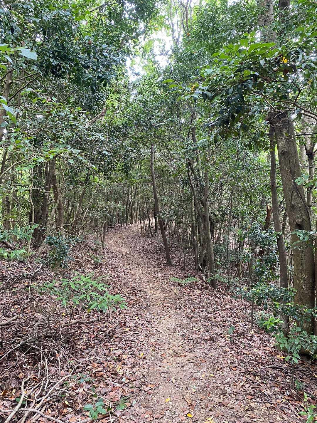 陽が入らない登山道をサクサク歩く🚶
風はないけど、気温低めで快適👍🏼