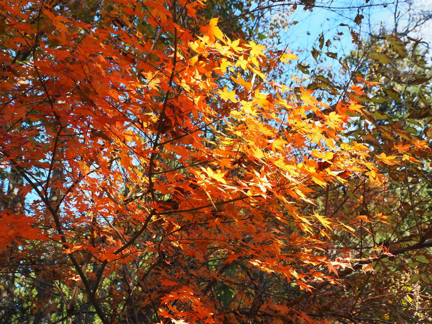 この山域の紅葉、こんなにすごいとは。あなどってました！
