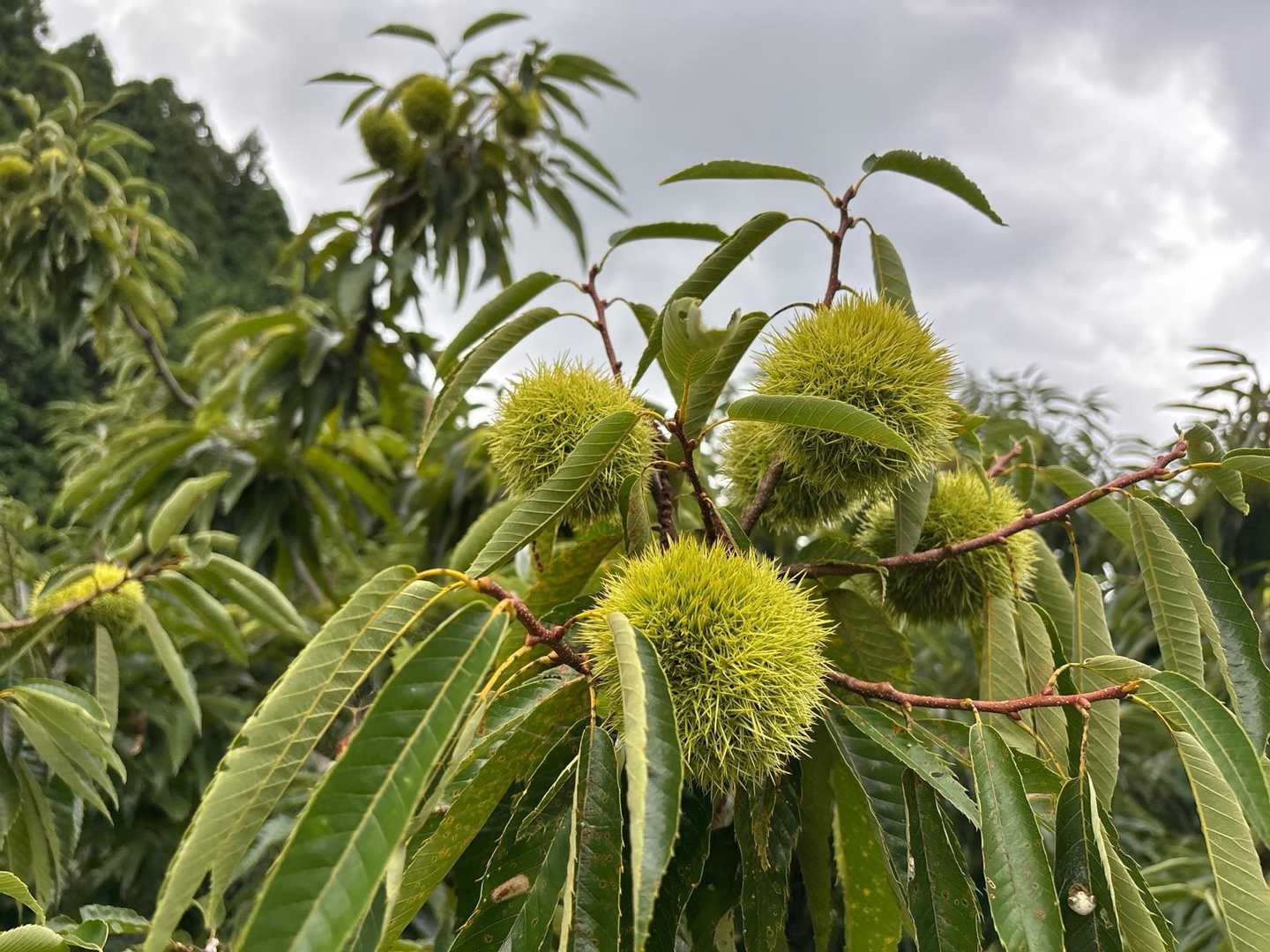 丹波篠山の🌰でっかい