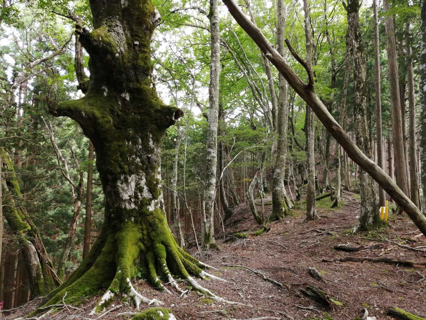 大鏡池の南東にあるピークは迂回して、コルへ。大きなブナの木があります。