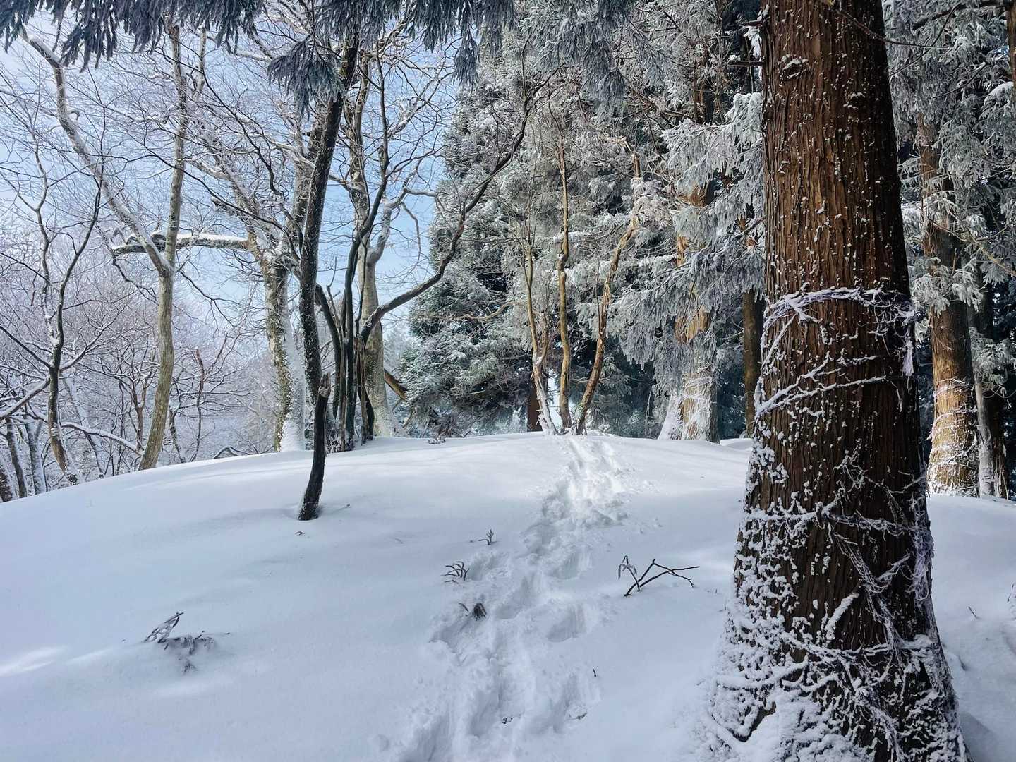 深緑の渓谷を抜ける京都府最高峰の皆子山への写真