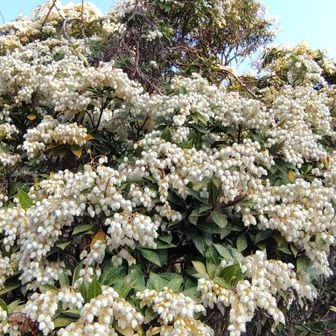 🤍見事な馬酔木（アセビ）✨ベル🔔状の花が鈴なりに咲いている